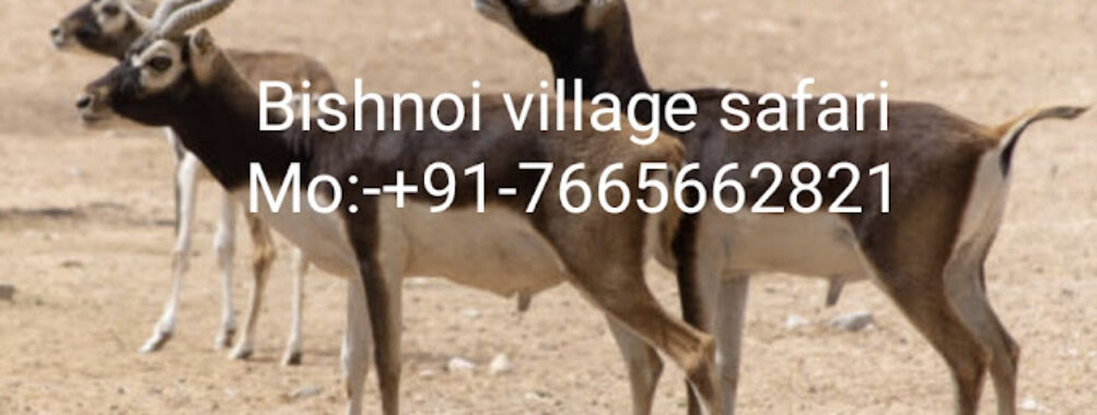 Bishnoi Village Safari Tour Jodhpur Travel Forum Reviews