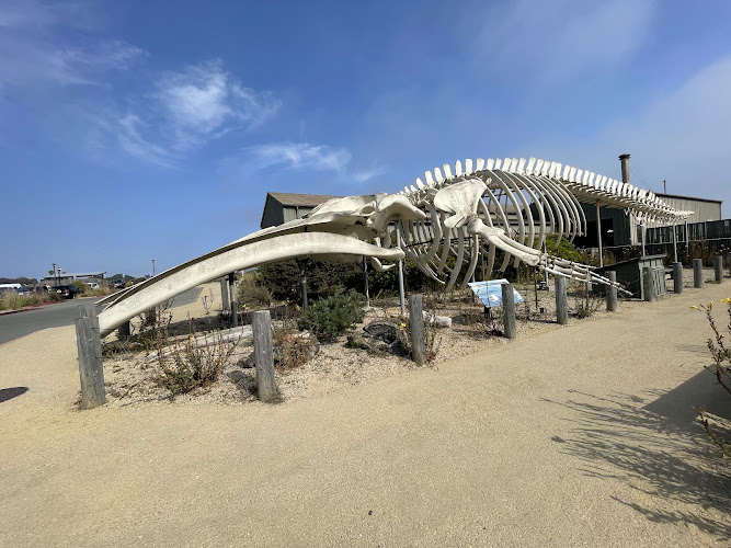 Blue Whale Skeleton
