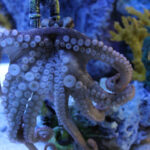 Blue Zoo Aquarium Spokane