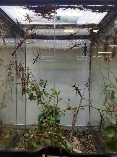 Bohart Museum of Entomology