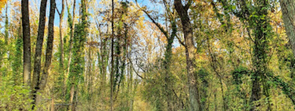 Bois de Saint-Sauveur Travel Forum Reviews