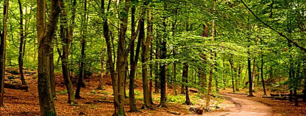 Bokhultet Travel Forum Reviews