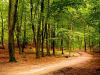 Bokhultet Travel Forum Reviews