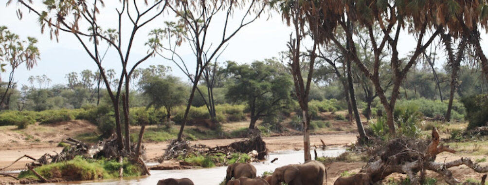 Boniface Travel Forum Reviews