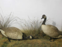 Booth Museum of Natural History Travel Forum Reviews