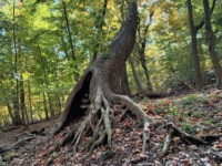 Borg's Woods Nature Preserve Travel Forum Reviews