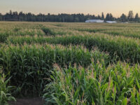 Bose Farms Corn Maze Travel Forum Reviews