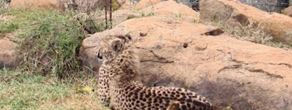 Boskoppie Lion And Tiger Reserve Travel Forum Reviews