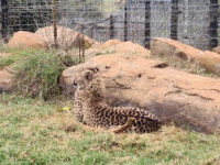 Boskoppie Lion And Tiger Reserve Travel Forum Reviews