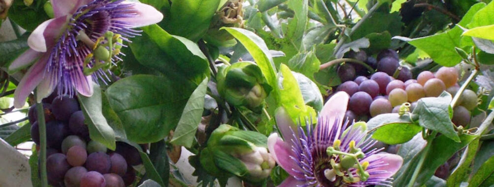 Botania Art Garden Travel Forum Reviews