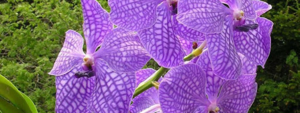 Botanical Orchid Garden La Garita Travel Forum Reviews
