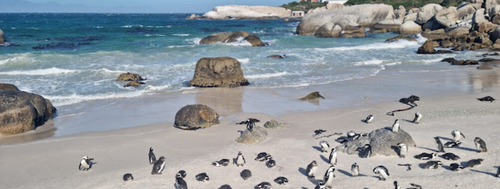 Boulders Beach Travel Forum Reviews