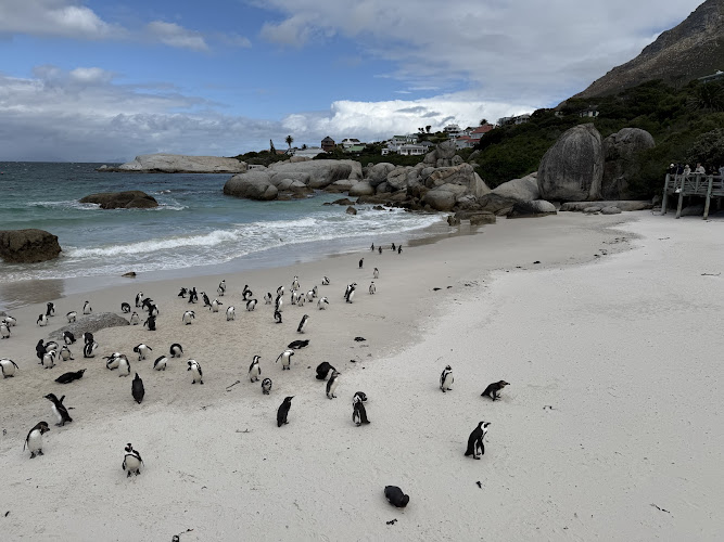 Boulders beach penguin colony