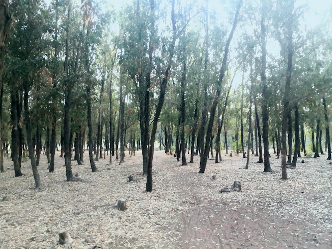 Bouskoura forest.
