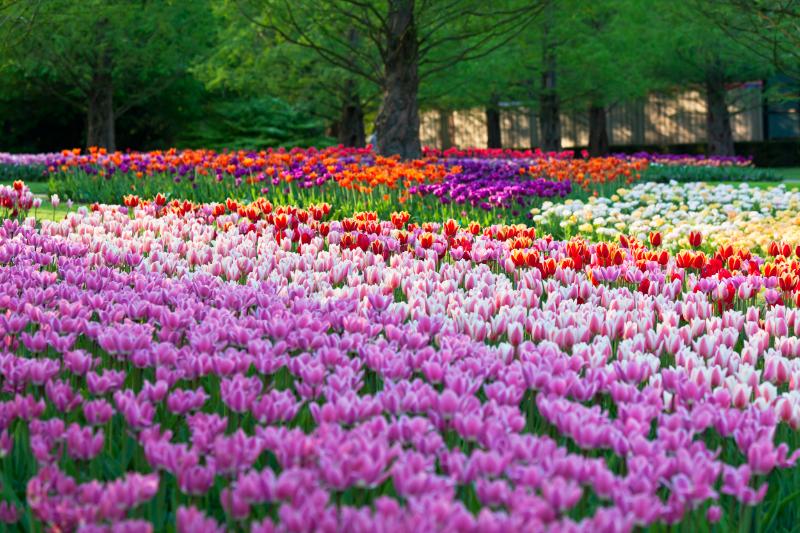 Bright flowerbed in Keukenhof