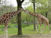 Brookfield Zoo Travel Forum Reviews
