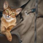 Best Cat Sedation for Travel