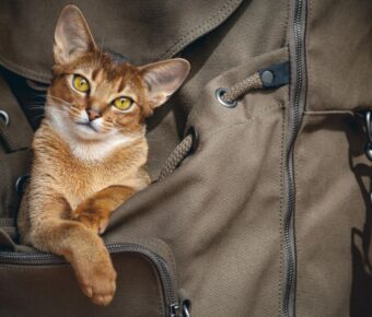 Best Cat Sedation for Travel