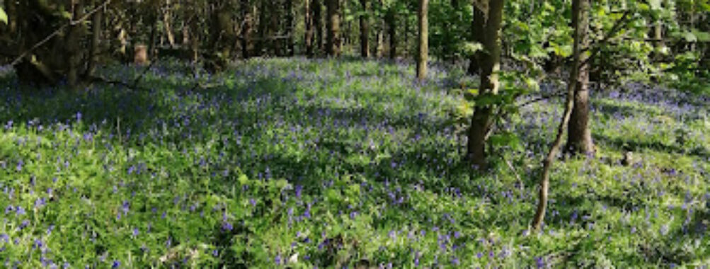 Brumby Wood Local Nature Reserve Travel Forum Reviews