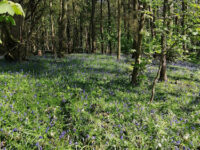 Brumby Wood Local Nature Reserve Travel Forum Reviews