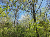Buckley Wildlife Sanctuary Travel Forum Reviews