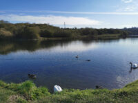 Buckpool and Fens Pool Local Nature Reserve Travel Forum Reviews