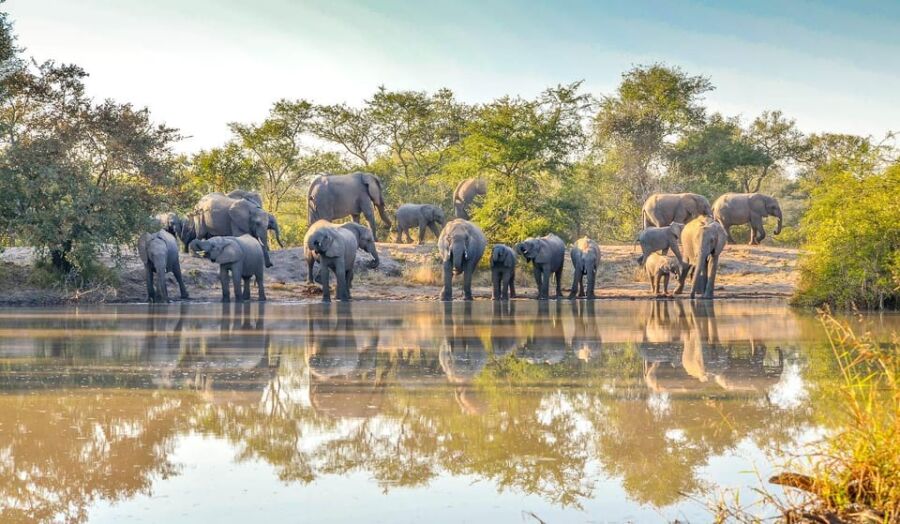 Animals in their natural habitat at Buffalo Springs National Reserve