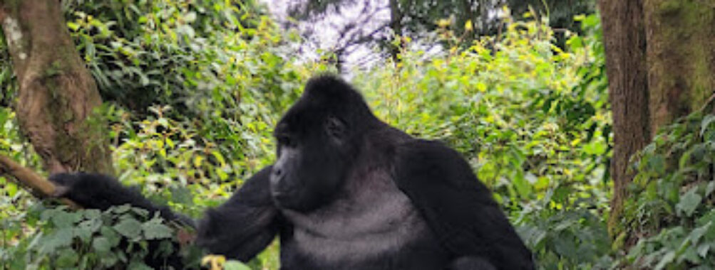 Bugoli Adventures Limited Travel Forum Reviews
