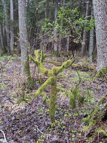 Bulduri forest