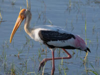 Bundala National Park Travel Forum Reviews