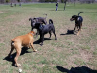 Burgoyne Woods Dog Park Travel Forum Reviews