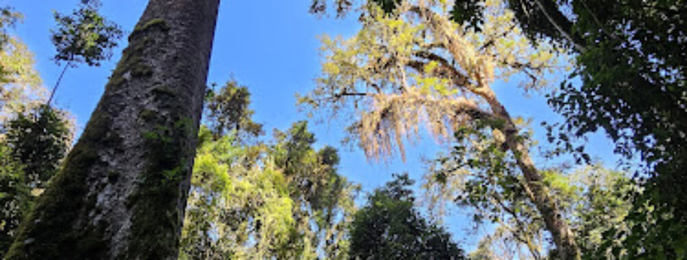 Bururi Forest Nature Reserve Travel Forum Reviews