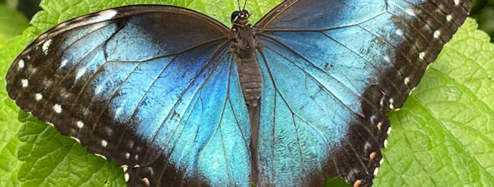 Butterfly Haven Travel Forum Reviews