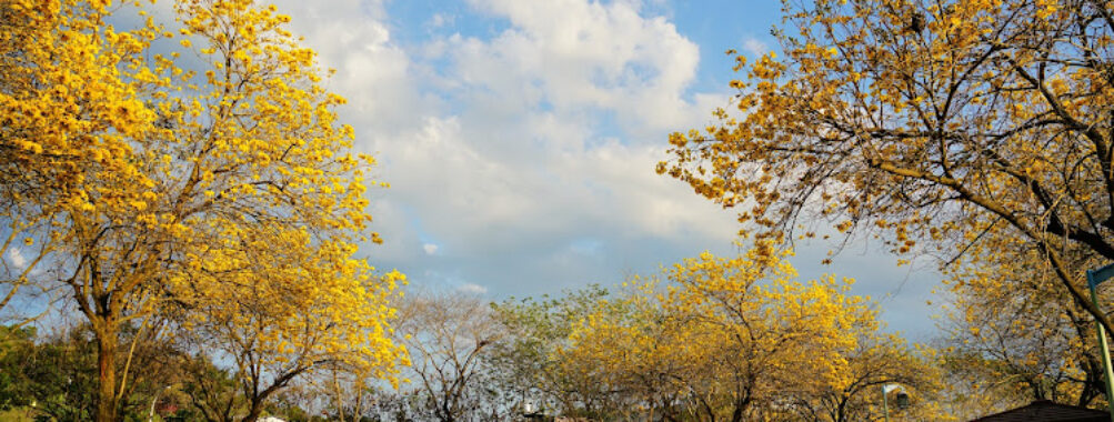 Buzi Park Travel Forum Reviews