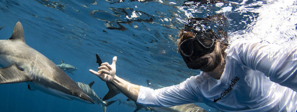 Cabo Shark Dive Travel Forum Reviews