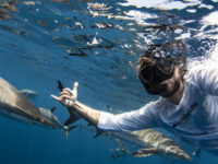 Cabo Shark Dive Travel Forum Reviews