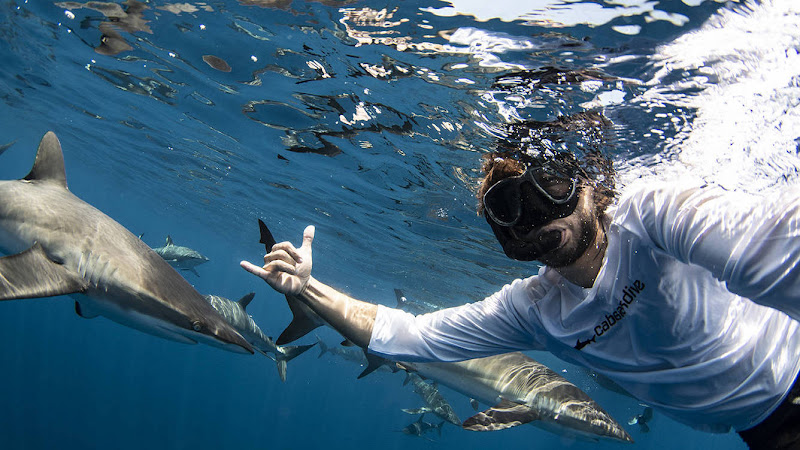 Cabo Shark Dive