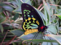 Pamagirri Aboriginal experience and Kuranda tour Review