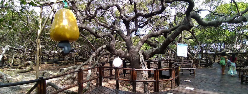 Cajueiro da Praia de Pirangi Travel Forum Reviews
