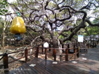 Cajueiro da Praia de Pirangi Travel Forum Reviews