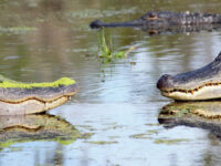 Cajun Country Swamp Tours Travel Forum Reviews