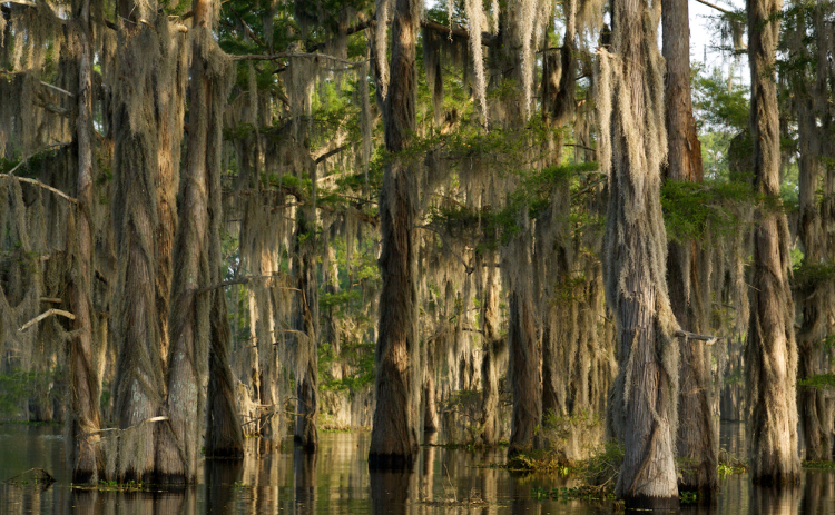 Cajun Mike’s Seafood LLC.