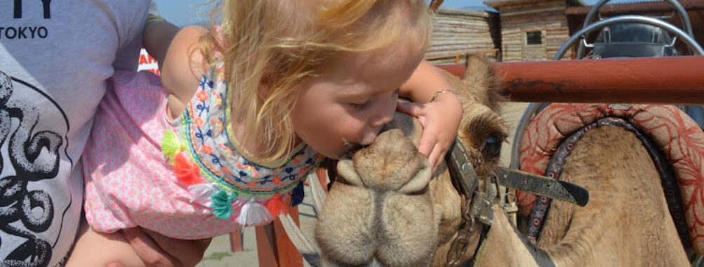 Camel Park Sunny Beach Travel Forum Reviews