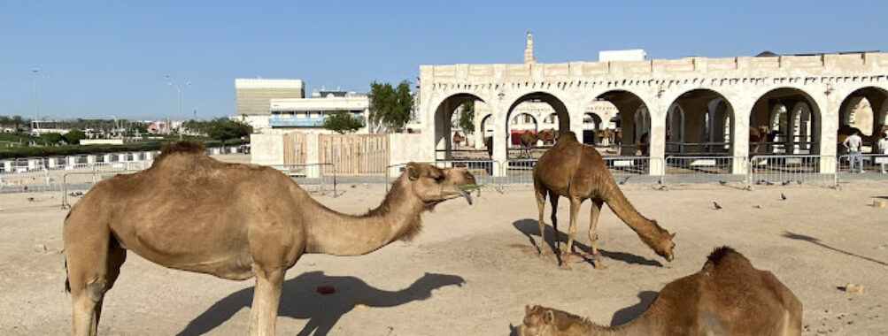 Camel Pen Travel Forum Reviews