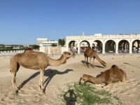 Camel Pen Travel Forum Reviews