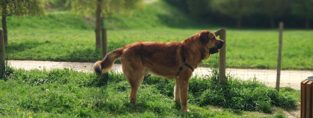 Canino Park Travel Forum Reviews