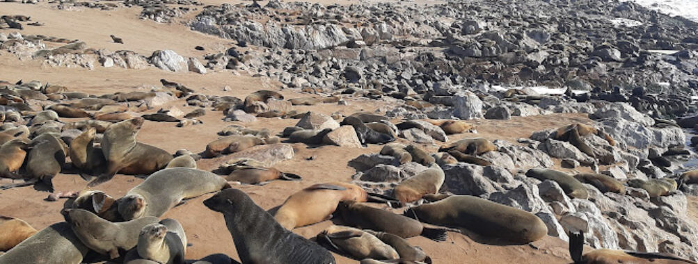 Cape Cross Seal Reserve Travel Forum Reviews