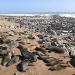 Cape Cross Seal Reserve