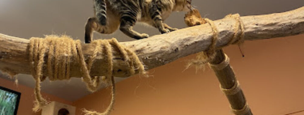 Cat House Hotel Travel Forum Reviews