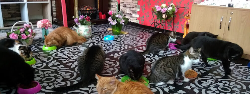 Cat museum Travel Forum Reviews